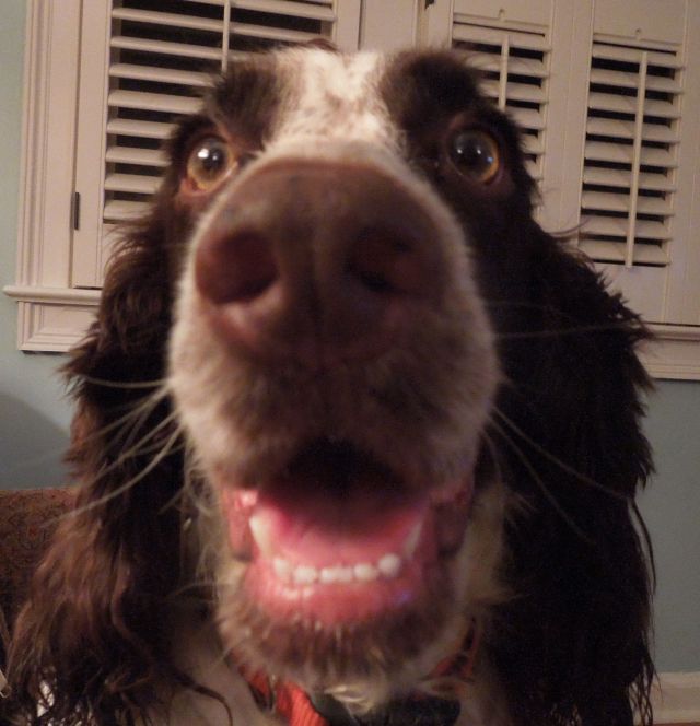 My other favorite dog